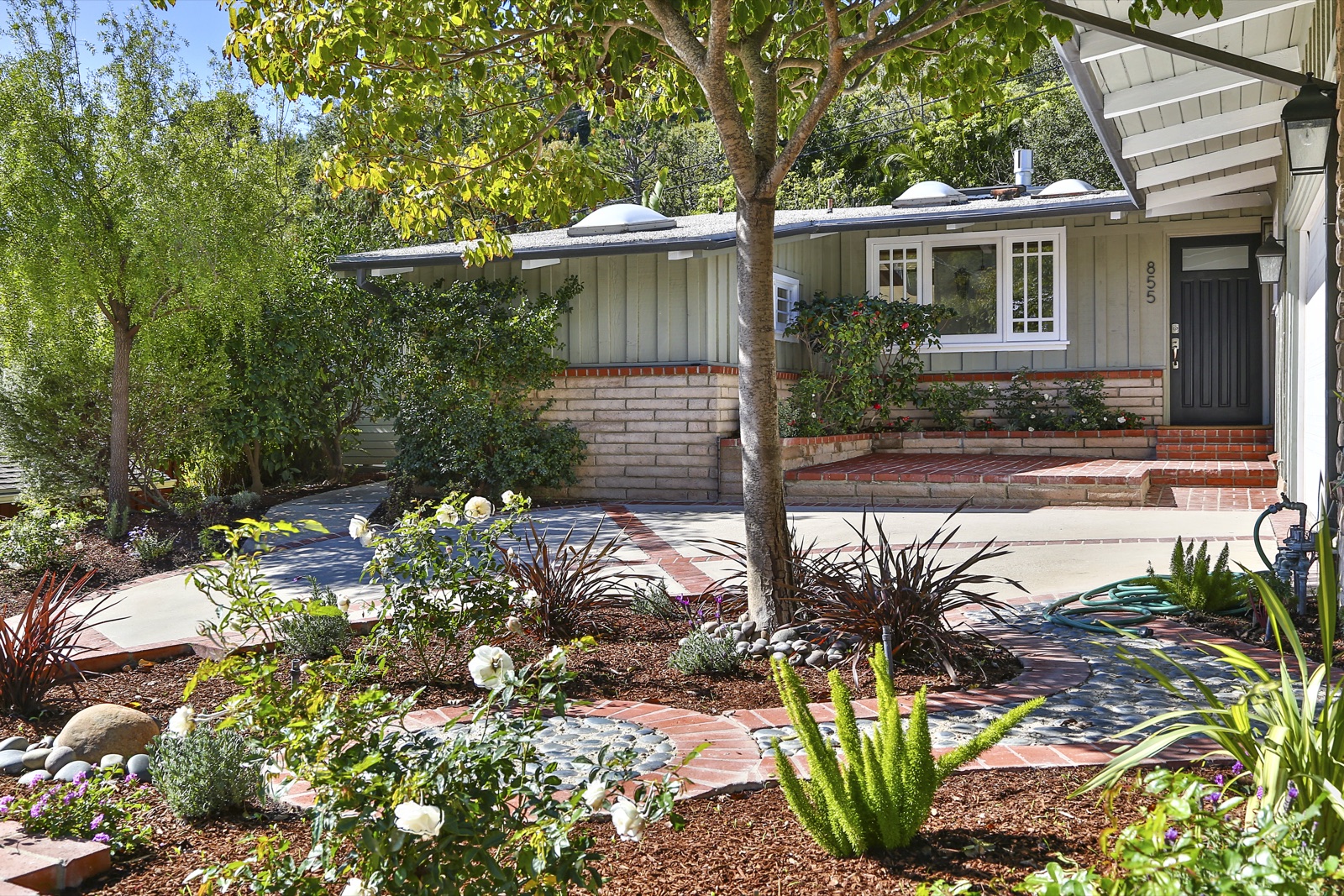 855 Jacon Way Pacific Palisades, drought-tolerant front garden with succulents, ornamental grasses, white roses and a brick-and-mulch path under a courtyard tree leading to the entry. Coastal landscape remodel by ESRL Development.